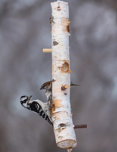 manitoba-birds-woodpecker-nuthatch-tit-new-world-warblers